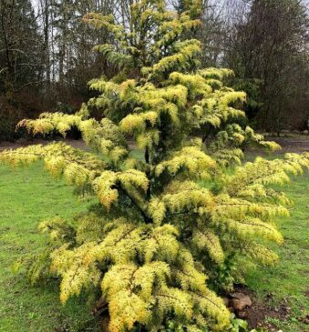 Hinoki paciprese 'Fernspray Gold'